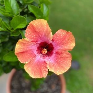 Meet your Posher, Logan